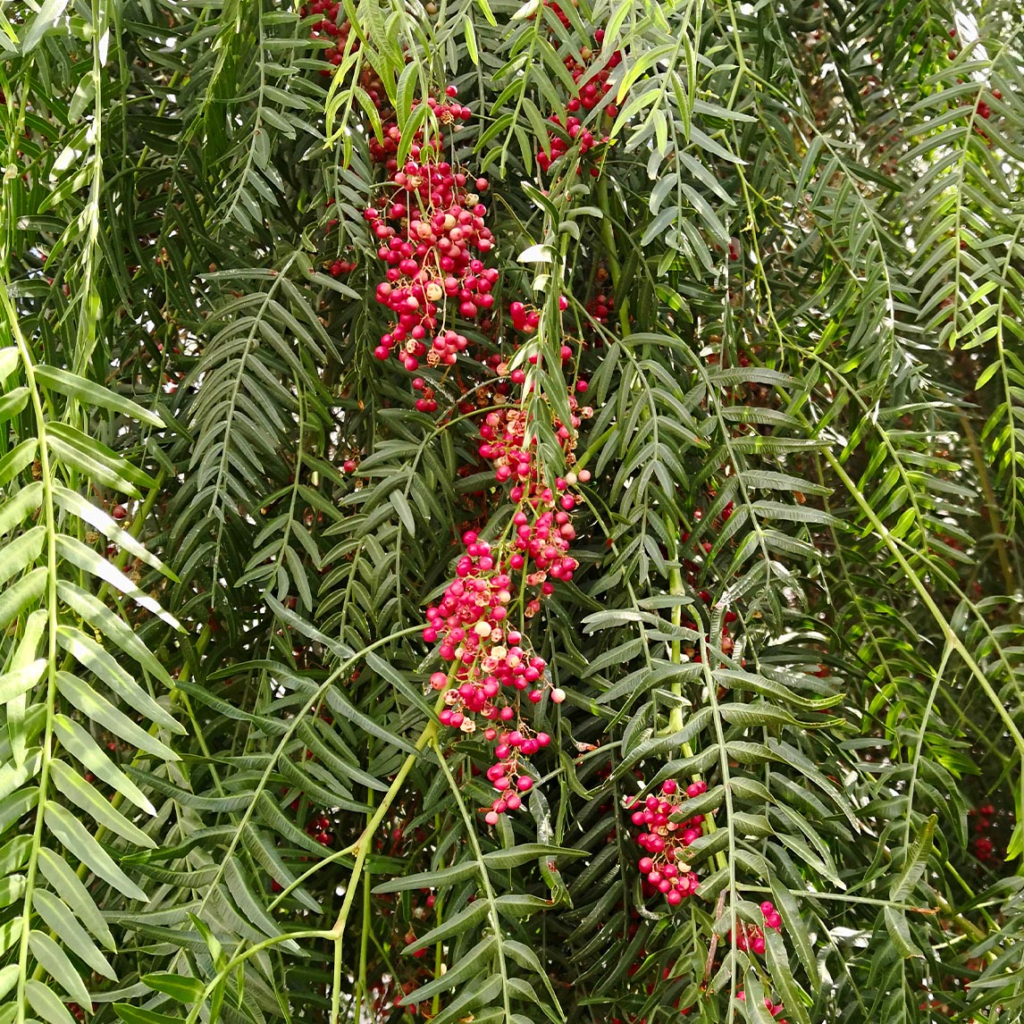 Chinese Peppercorn Tree