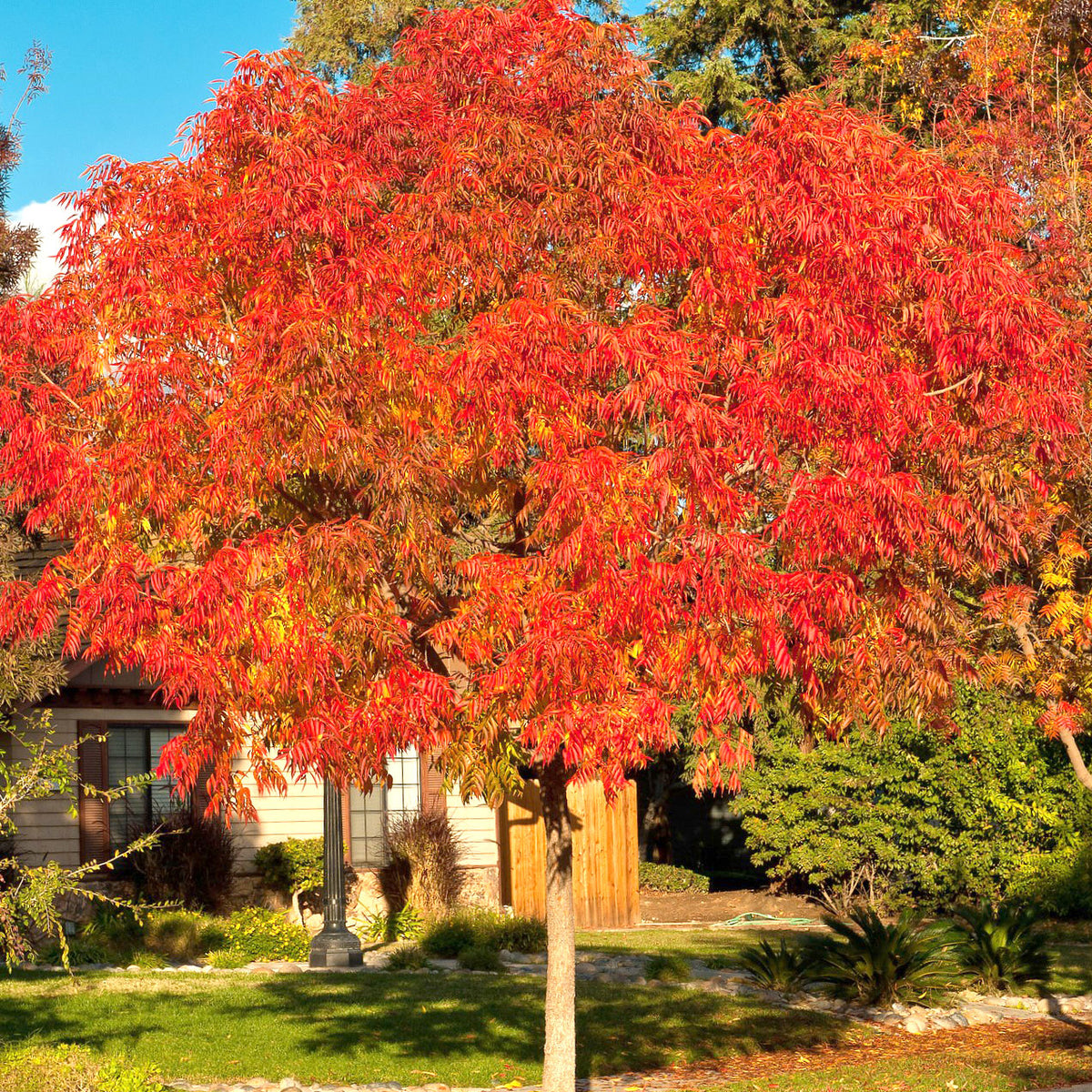 Chinese Pistache Tree