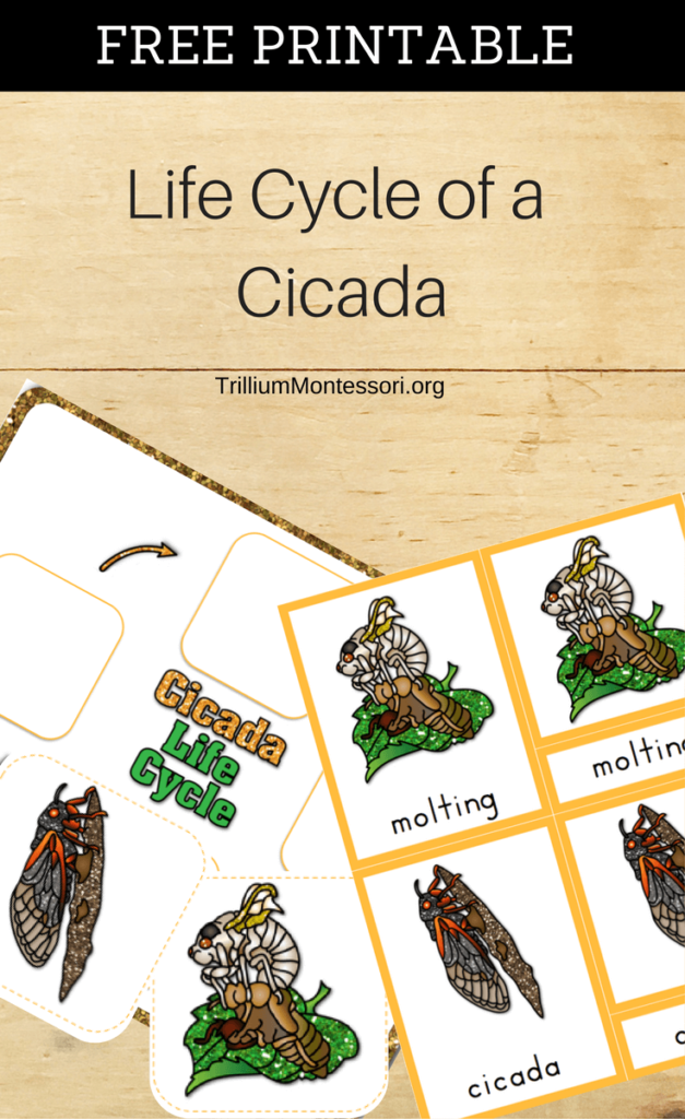 Cicada Life Cycle Diagram