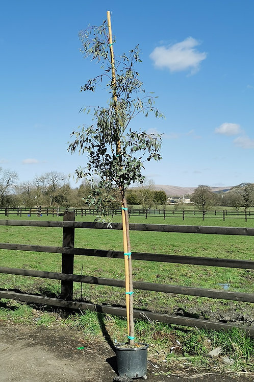 Cider Gum Eucalyptus: Fast Growing Shade Tree