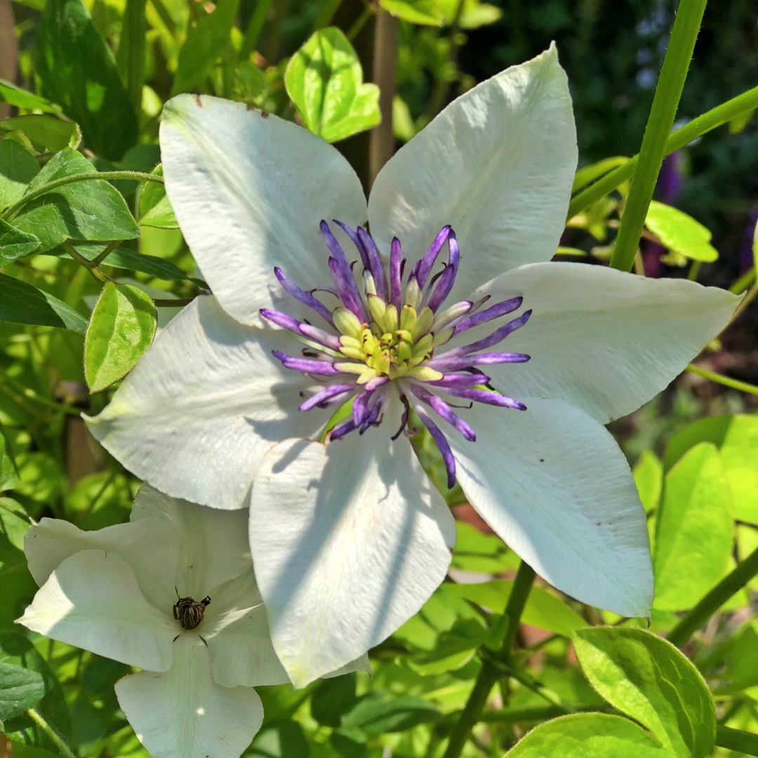 Clematis Bicolor Sieboldii Clematis Florida Bicolor Sieboldii Baumschule Horstmann