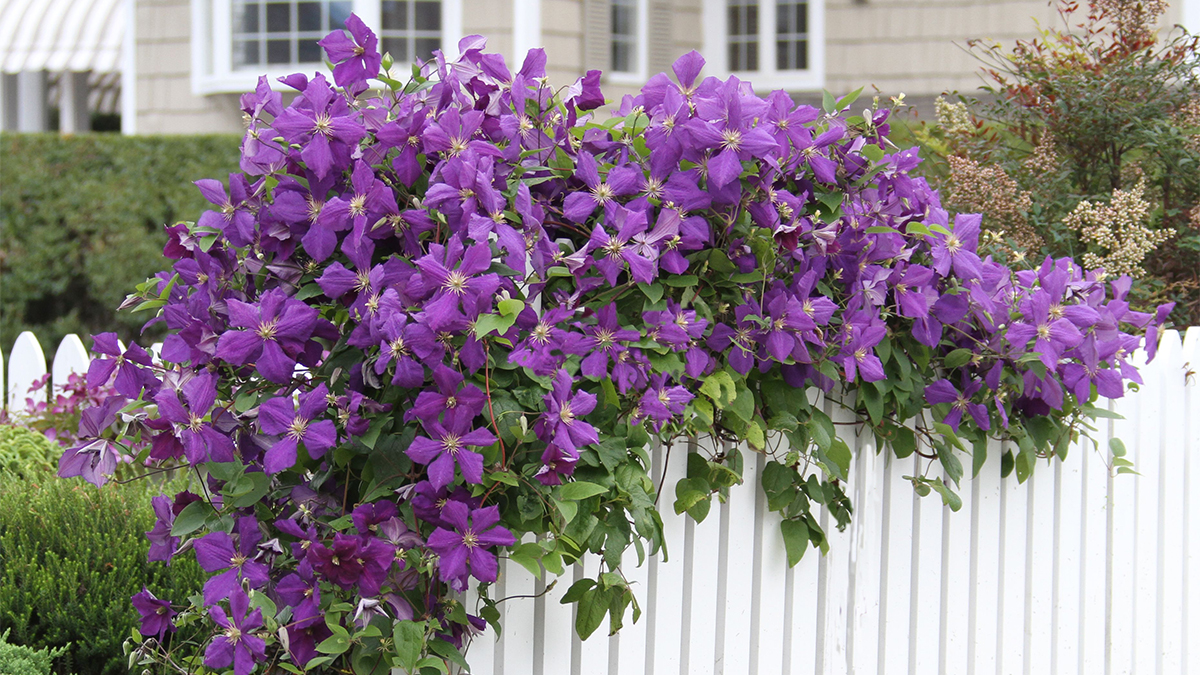 Clematis To Plant Now For Late Summer Blooms Grow Beautifully