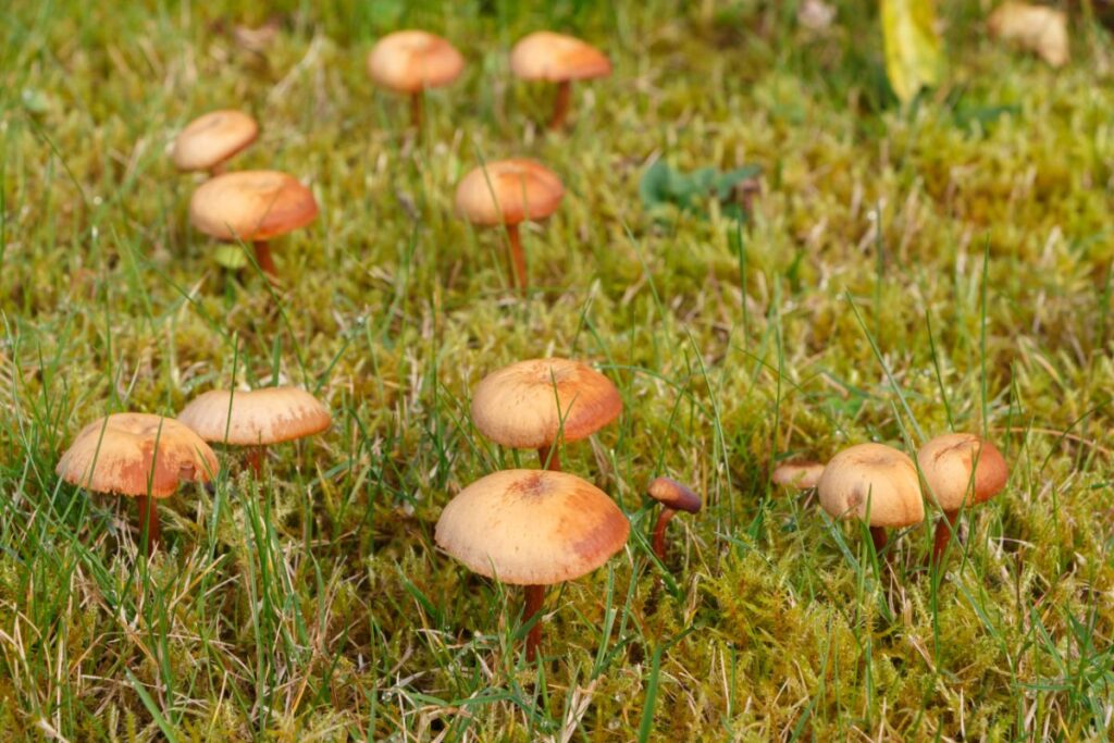 Common Lawn Mushrooms What Are They Mushroom Hunting And Identification Shroomery Message