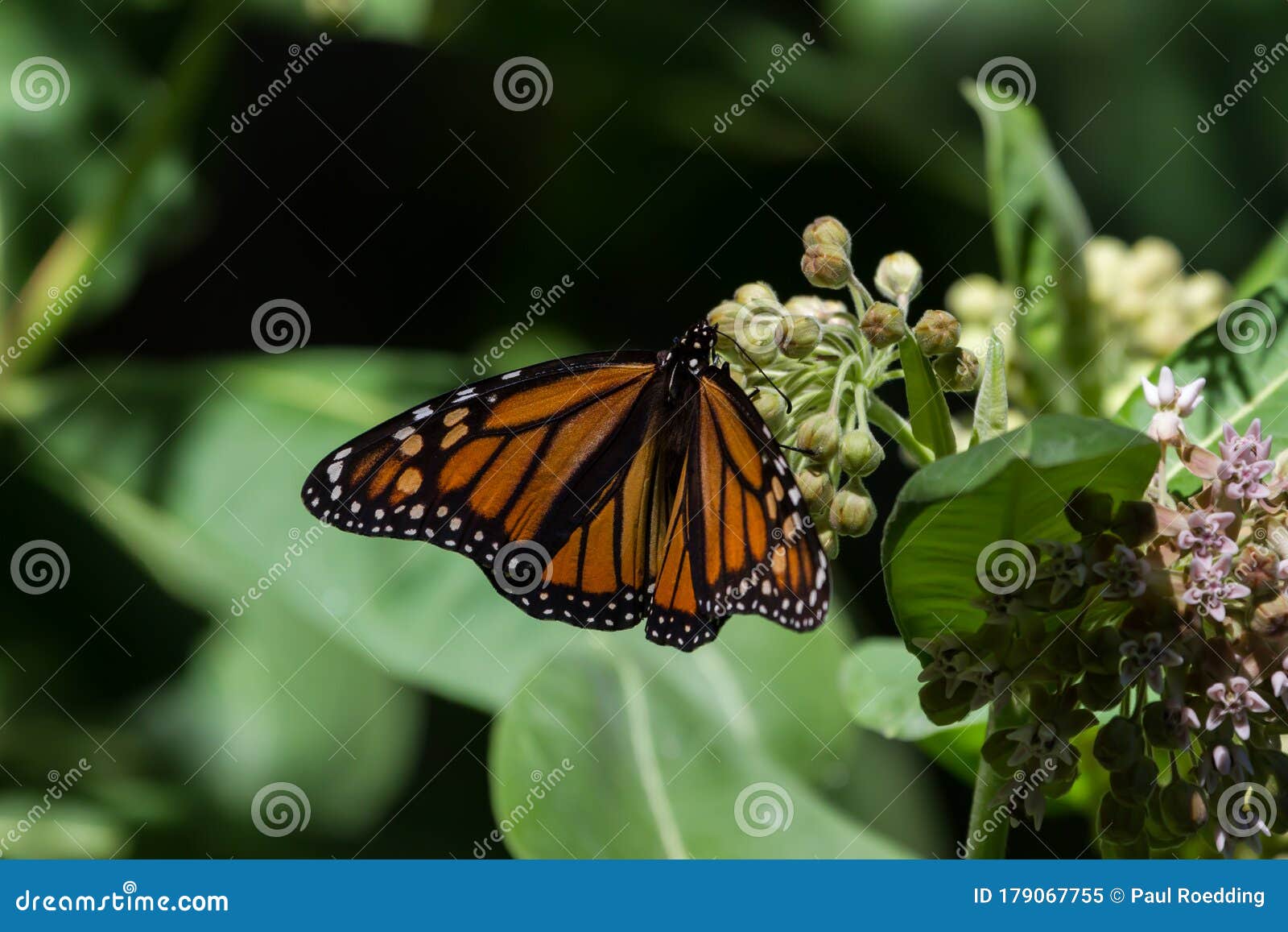 Common Milkweed Host Plant Monarch Butterfly Easy Grow Etsy