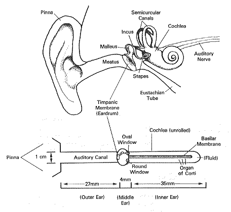 Complete Ear Of Corn Guide: Cooking Made Easy