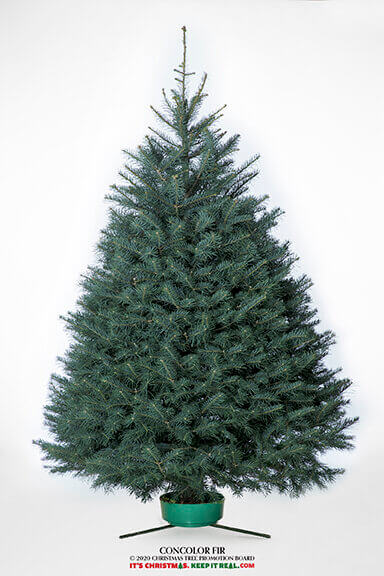 Concolor Fir Tree