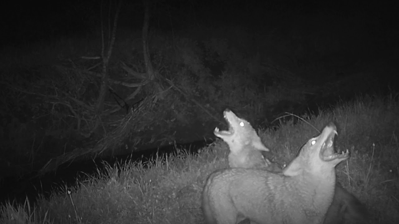 Coyote Howling Audio Youtube