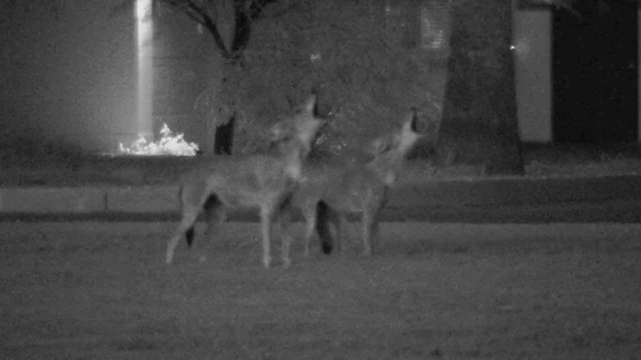 Coyotes Howling Youtube