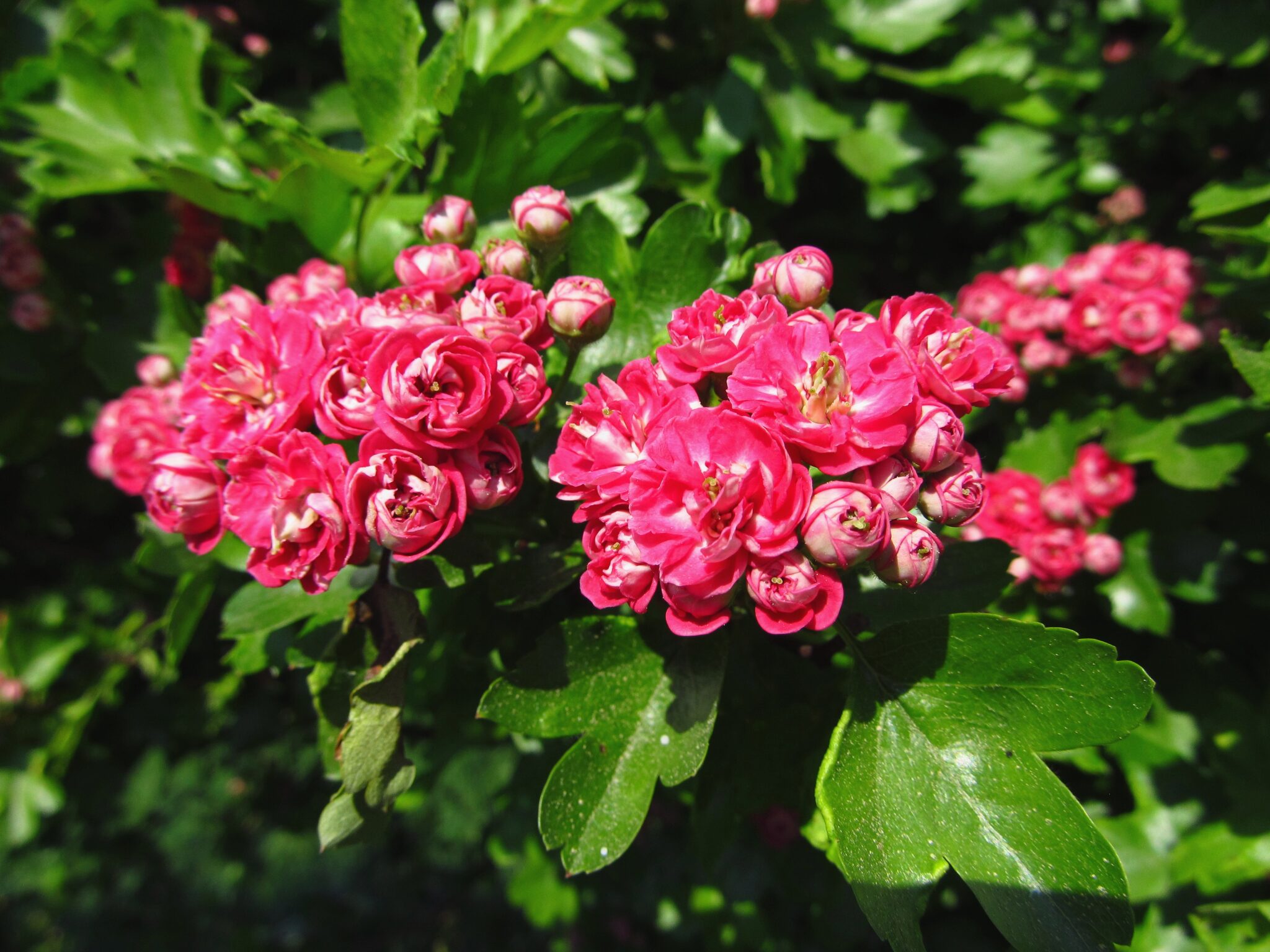 Crataegus Laevigata: Vibrant Scarlet Flowers