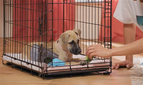 Crate Training A Puppy