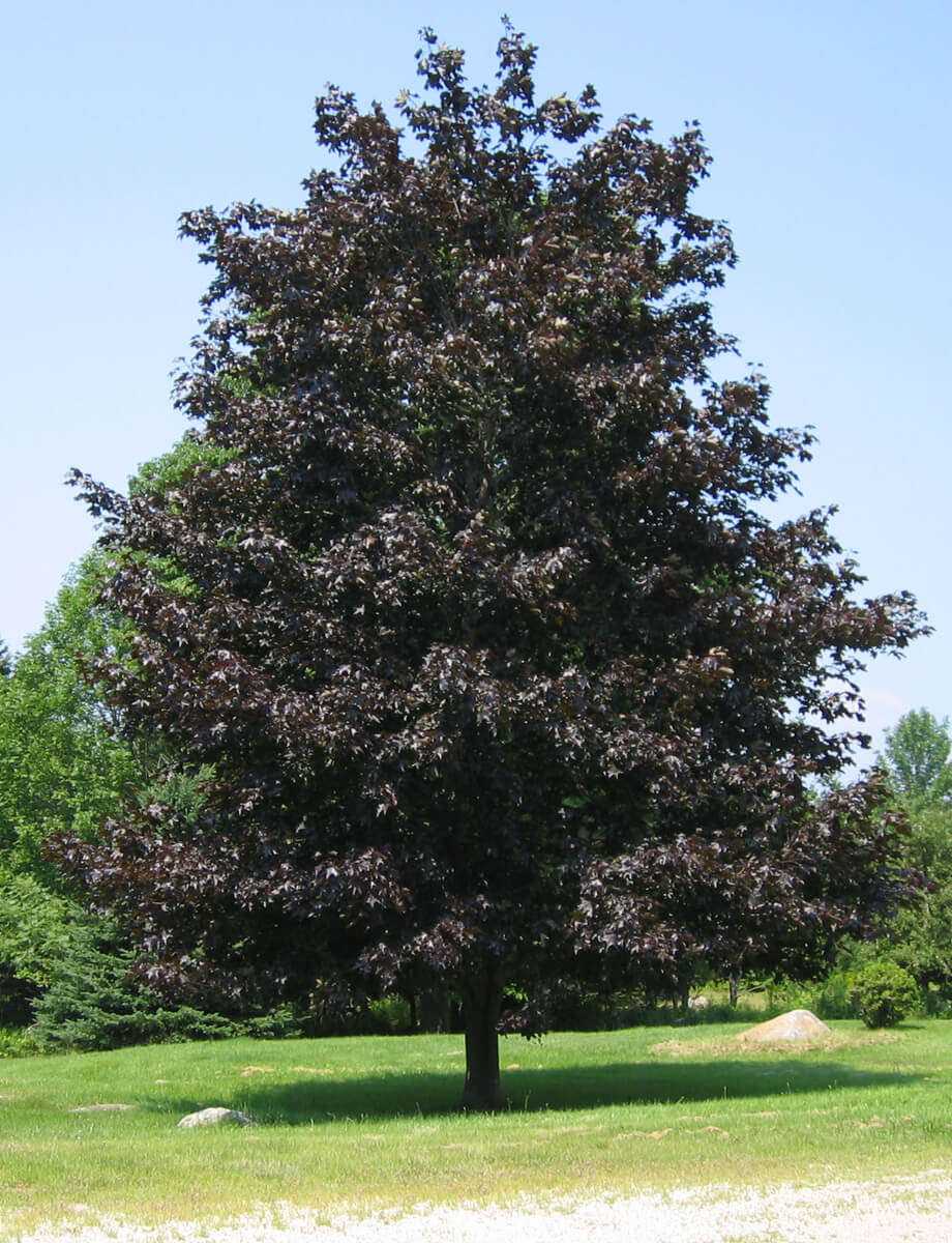 Crimson Maple Care: Grow Perfect Trees