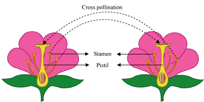 Cross Pollination Genetic Variation