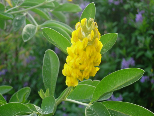 Cytisus Pineapple Broom