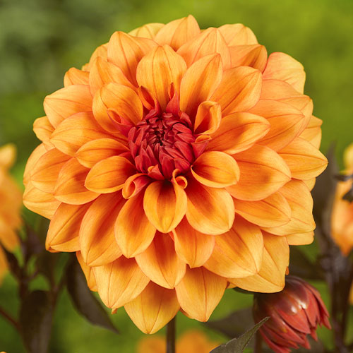 Dahlia David Howard J Parker Dutch Bulbs