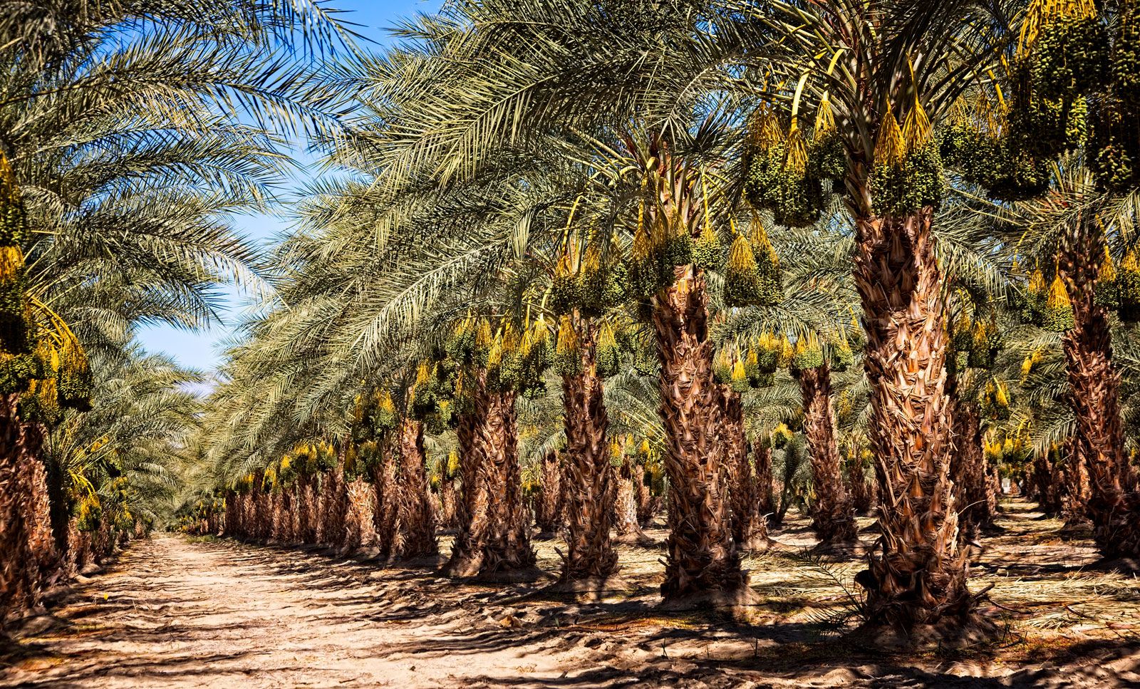 Date And Palm