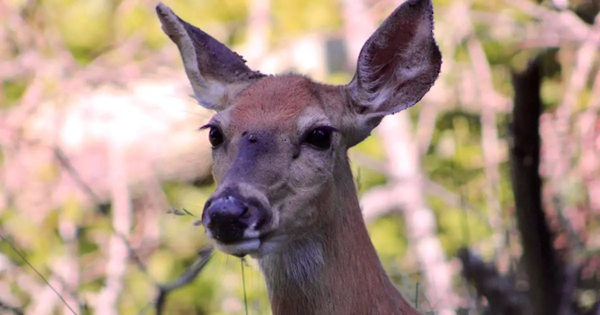 Deer And Tick Symbiotic Relationship Everything To Know About It