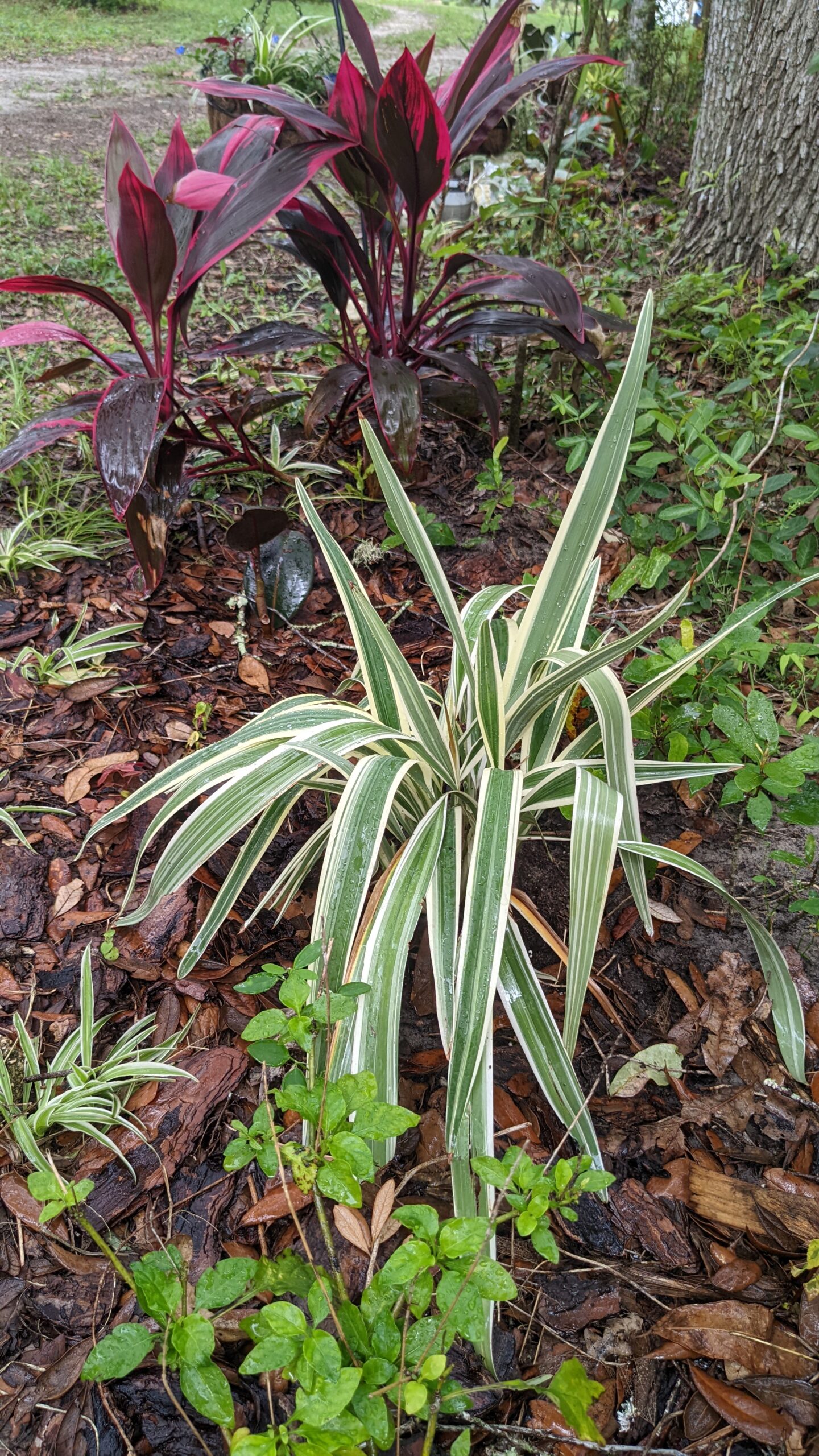 Dianella Flax Lily