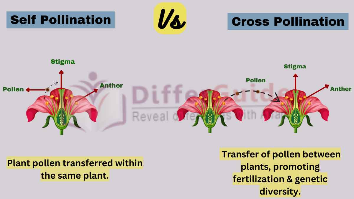 Difference Between Self Pollination And Cross Pollination Javatpoint