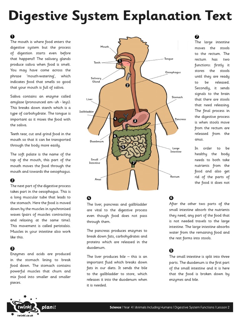 Digestive System Explanation With Diagram A Draw A Labelled