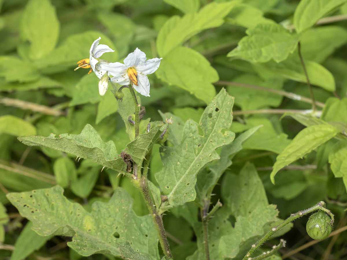 Discovering His Creation Carolina Horsenettle Solanum Carolinense