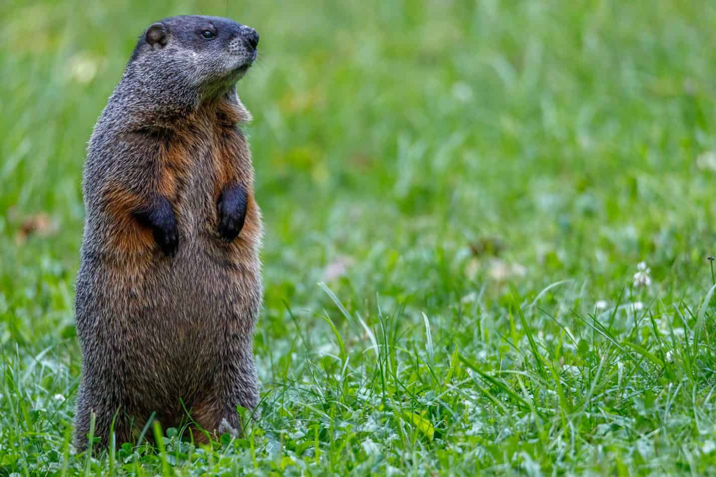 Do Groundhogs Hibernate