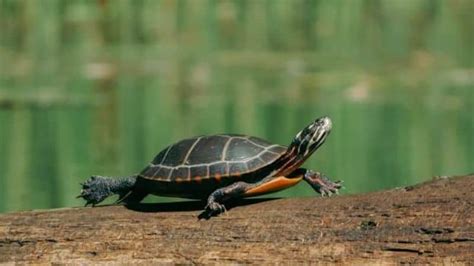 Do Painted Turtles Hibernate In Captivity 9 Step Guide To Help Your