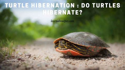 Do Turtles Hibernate