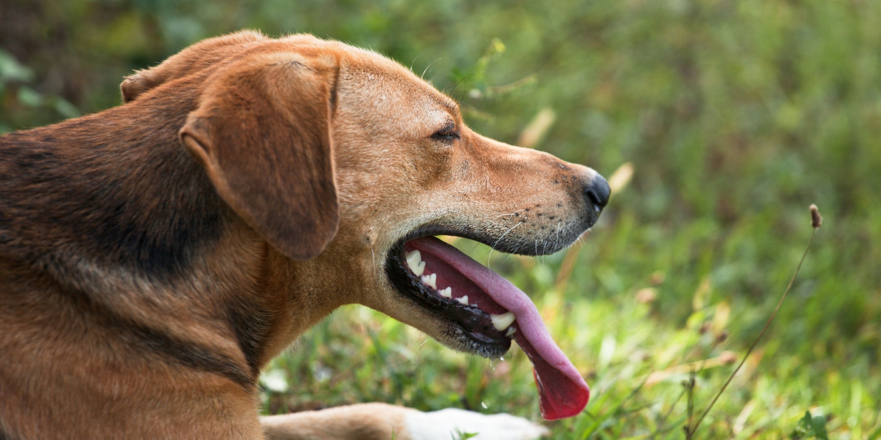 Dog Breathing Fast Causes Risks Prevention Solutions