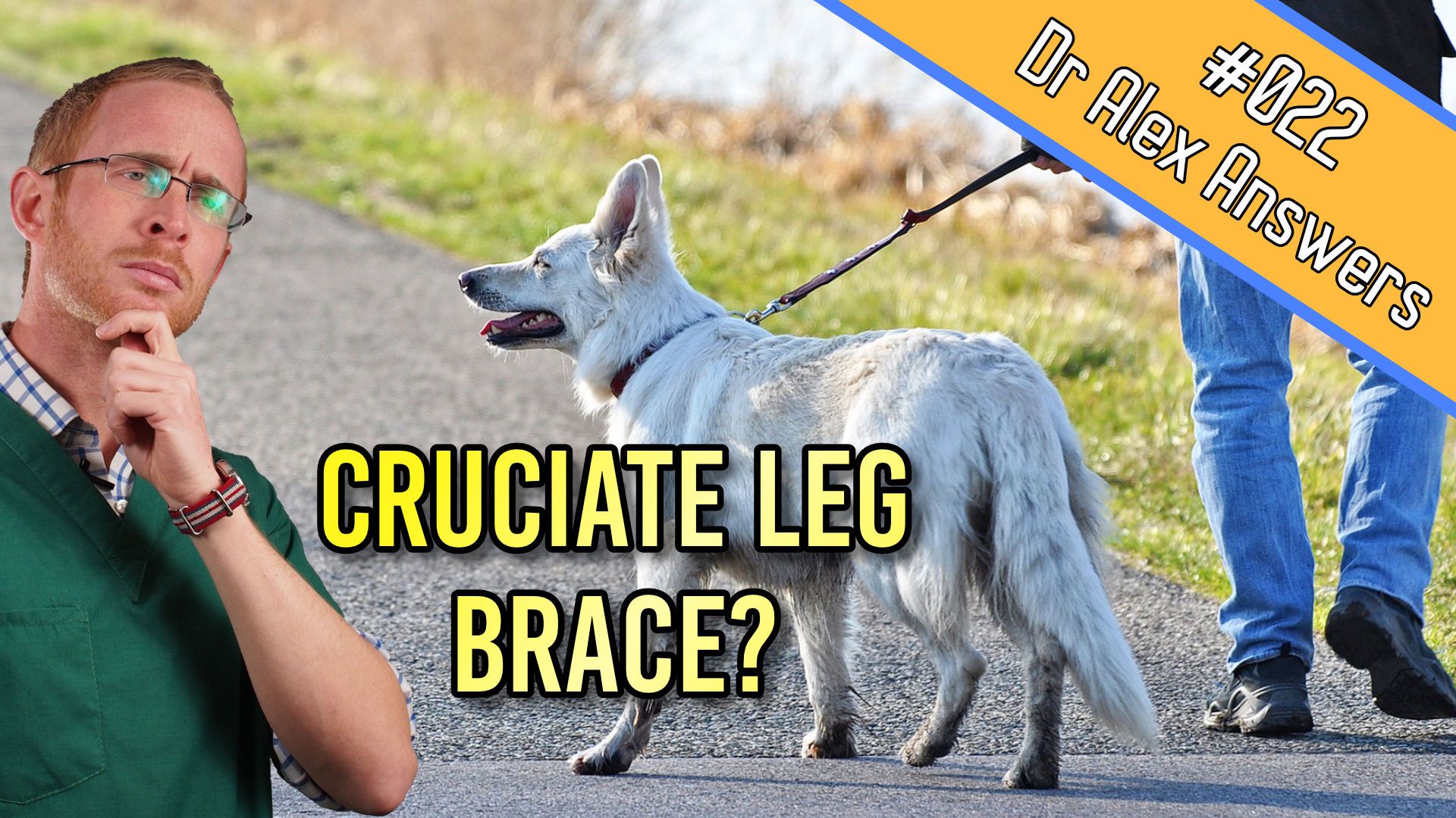 Dog Cruciate Injury: Healing Guide