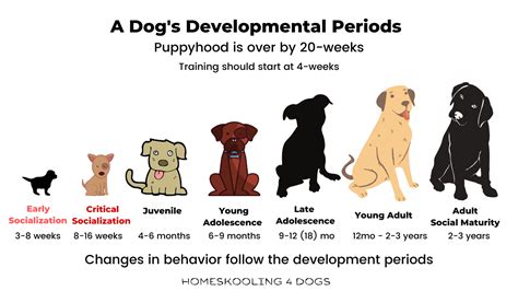 Dog Developmental Periods Homeskooling 4 Dogs