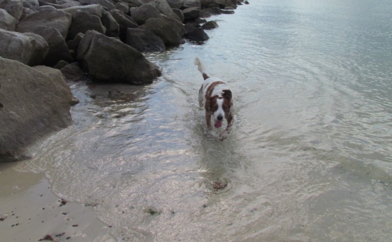 Dog Friendly Beaches: Unleash Fun Safely