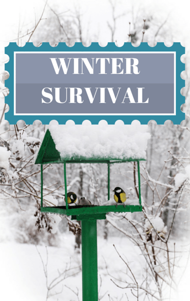 Dr Oz Winter Survival Guide Pine Nuts Kill Cravings Mitral Valve