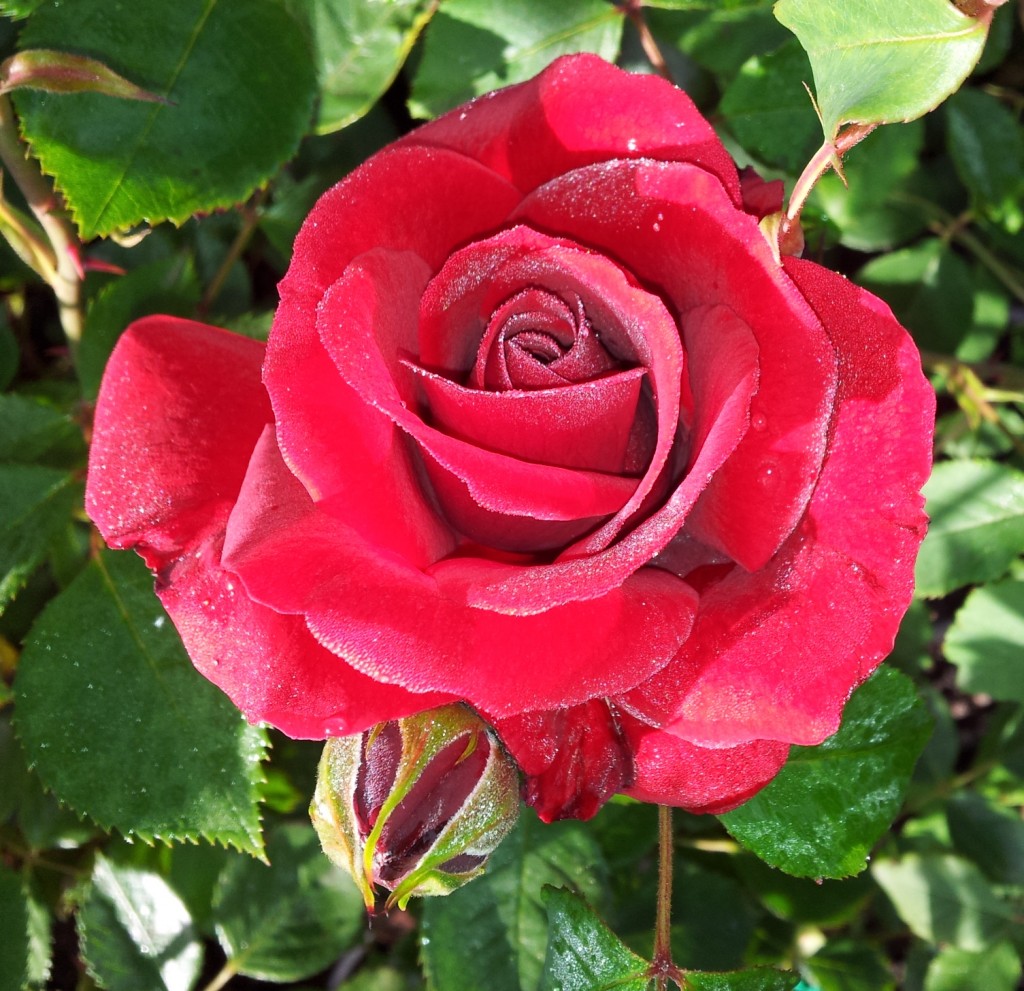 Dublin Bay Climbing 1024 991 All About Roses