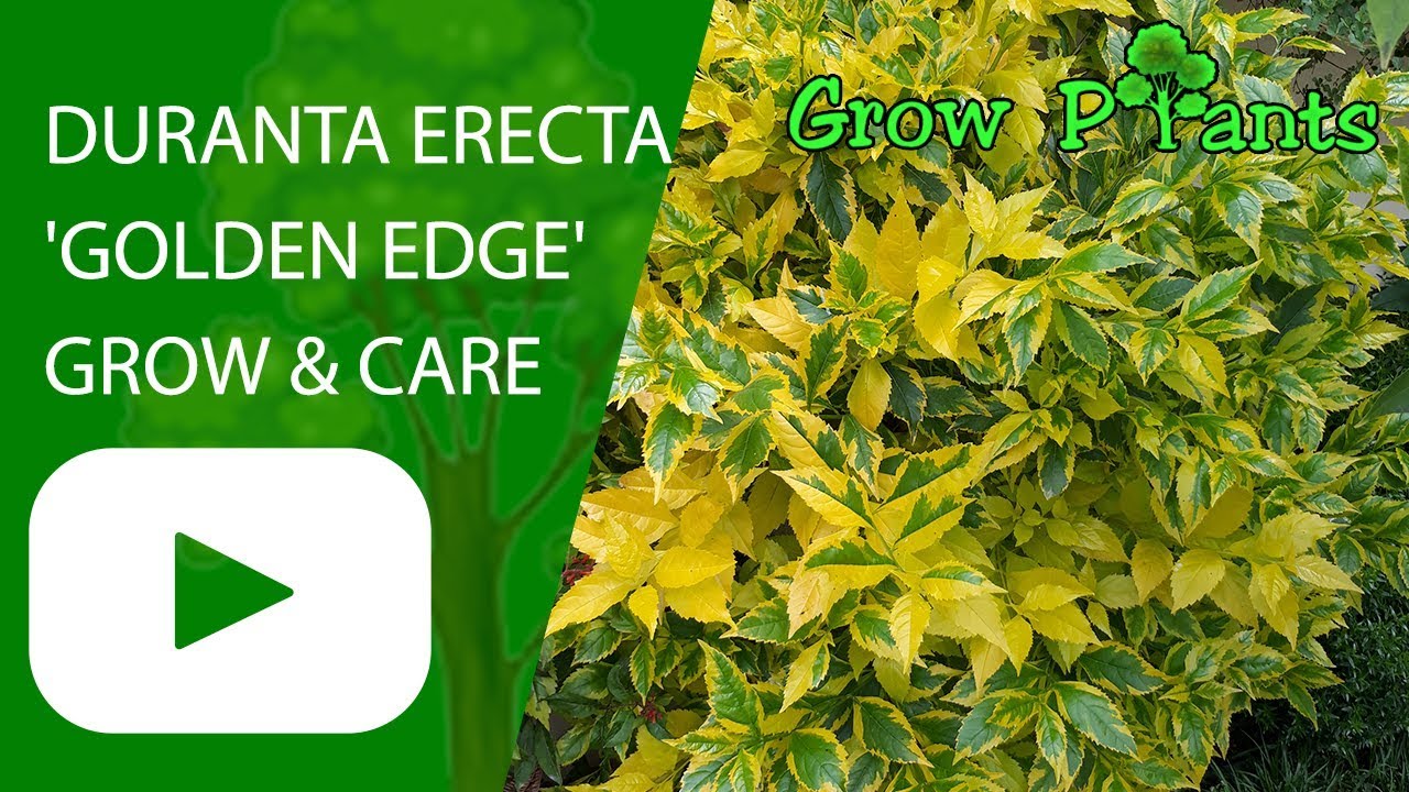 Duranta Erecta Grow And Care Sky Flower Youtube