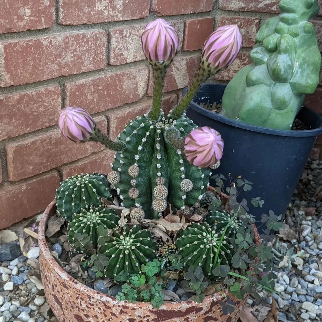 Easter Cactus: How To Make It Bloom Beautifully