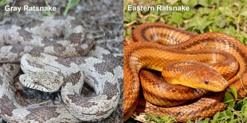 Eastern Ratsnake Florida Snake Id Guide