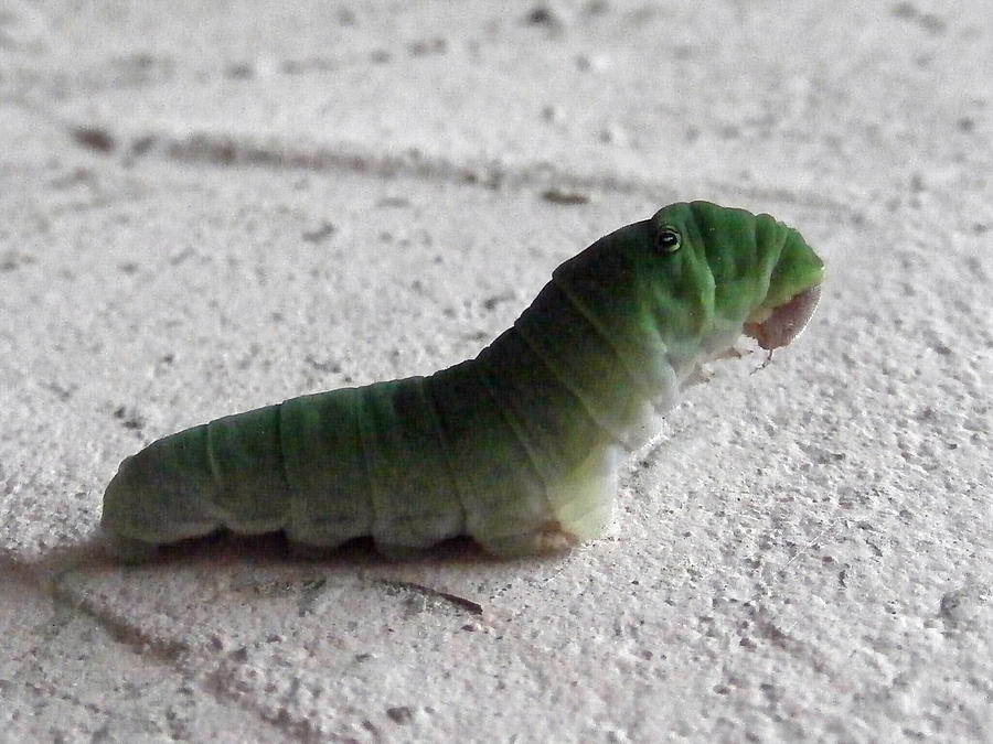 Eastern Tiger Swallowtail Caterpillar Photograph By Richard Bryce And