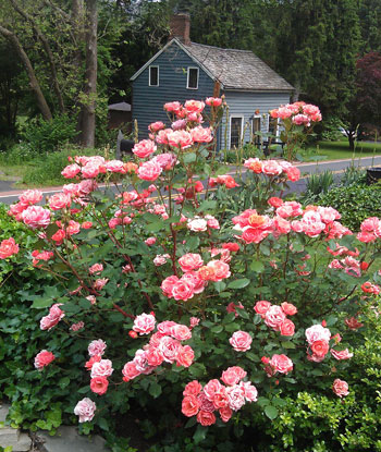 Easy To Grow Shrub With Dramatic Color This Is A Landscape Designer S Favorite Shrub Giving