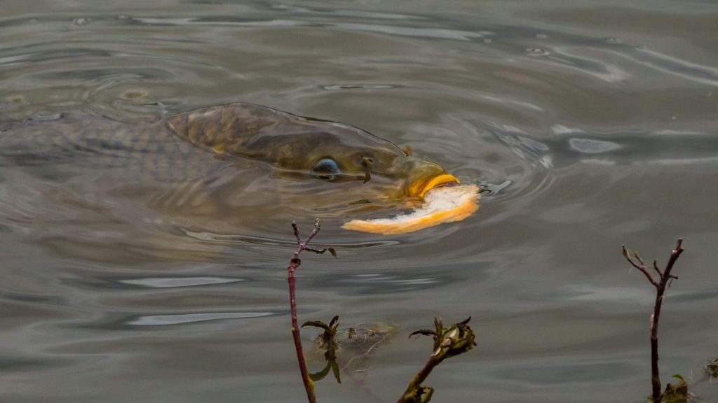 Eating Carp: Nutrition And Preparation Guide