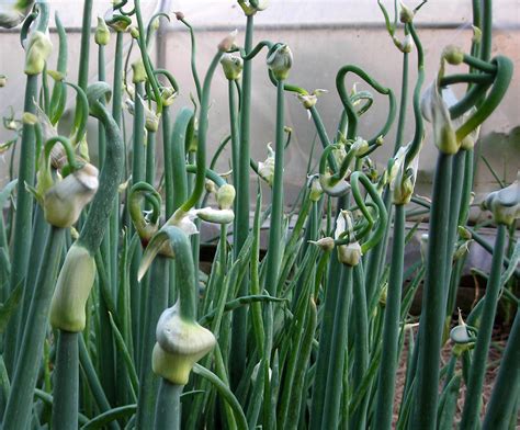 Egyptian Walking Onion