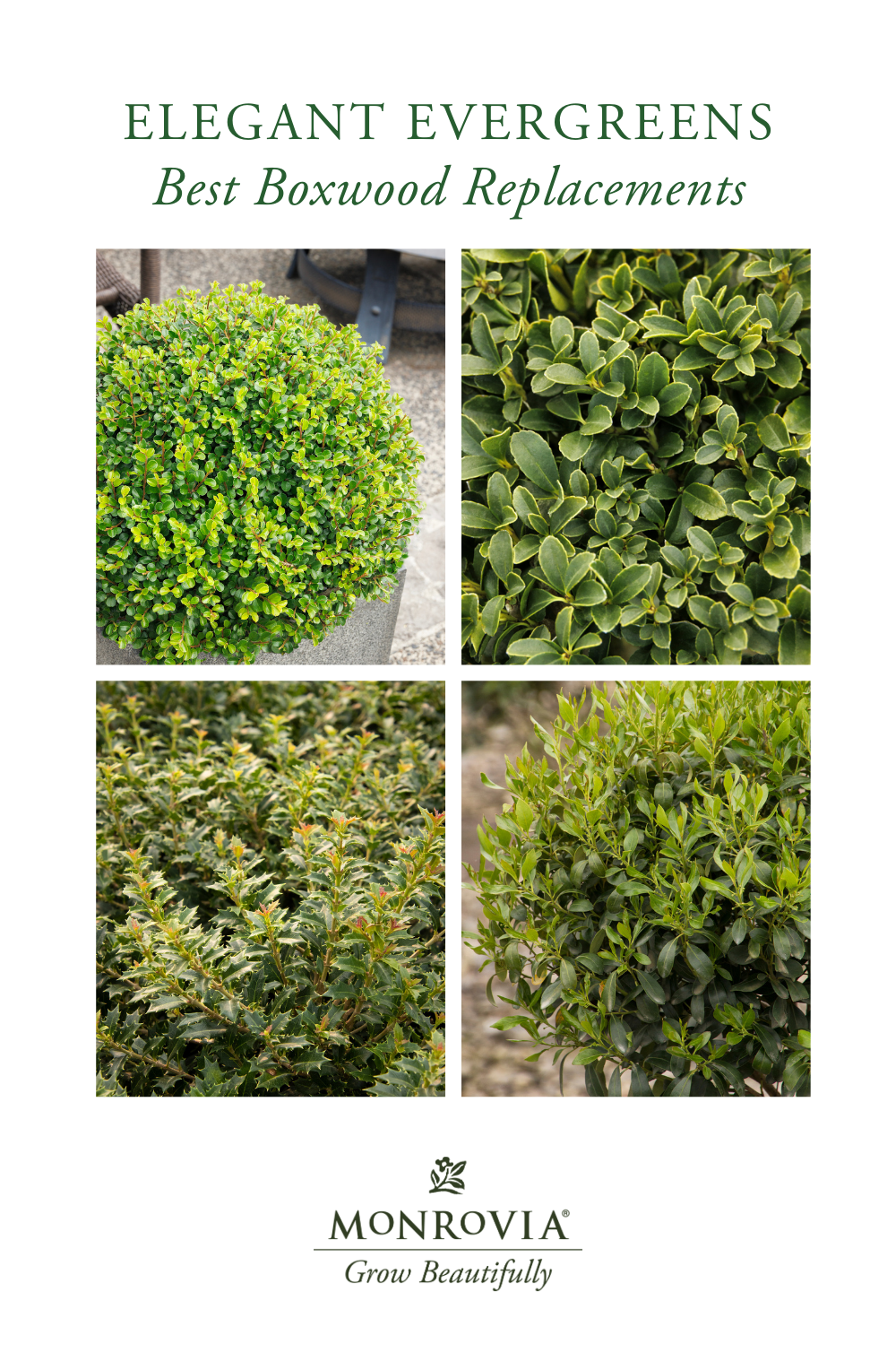 Elegant And Evergreen The Best Boxwood Alternatives