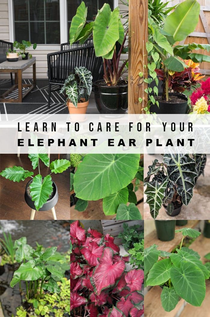 Elephant Ear Plant Care Guide The Contented Plant