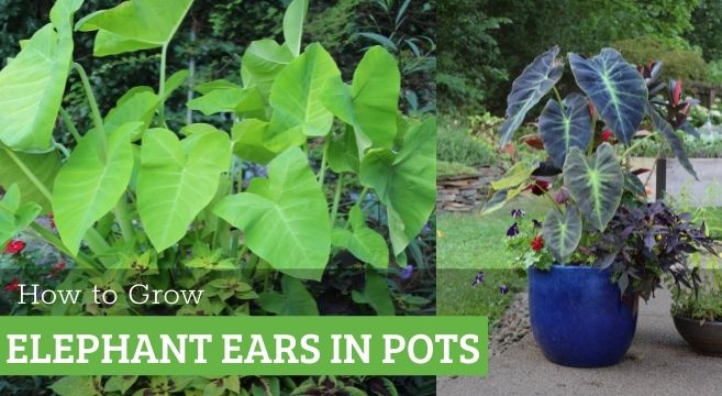 Elephant Ears Indoor Plant