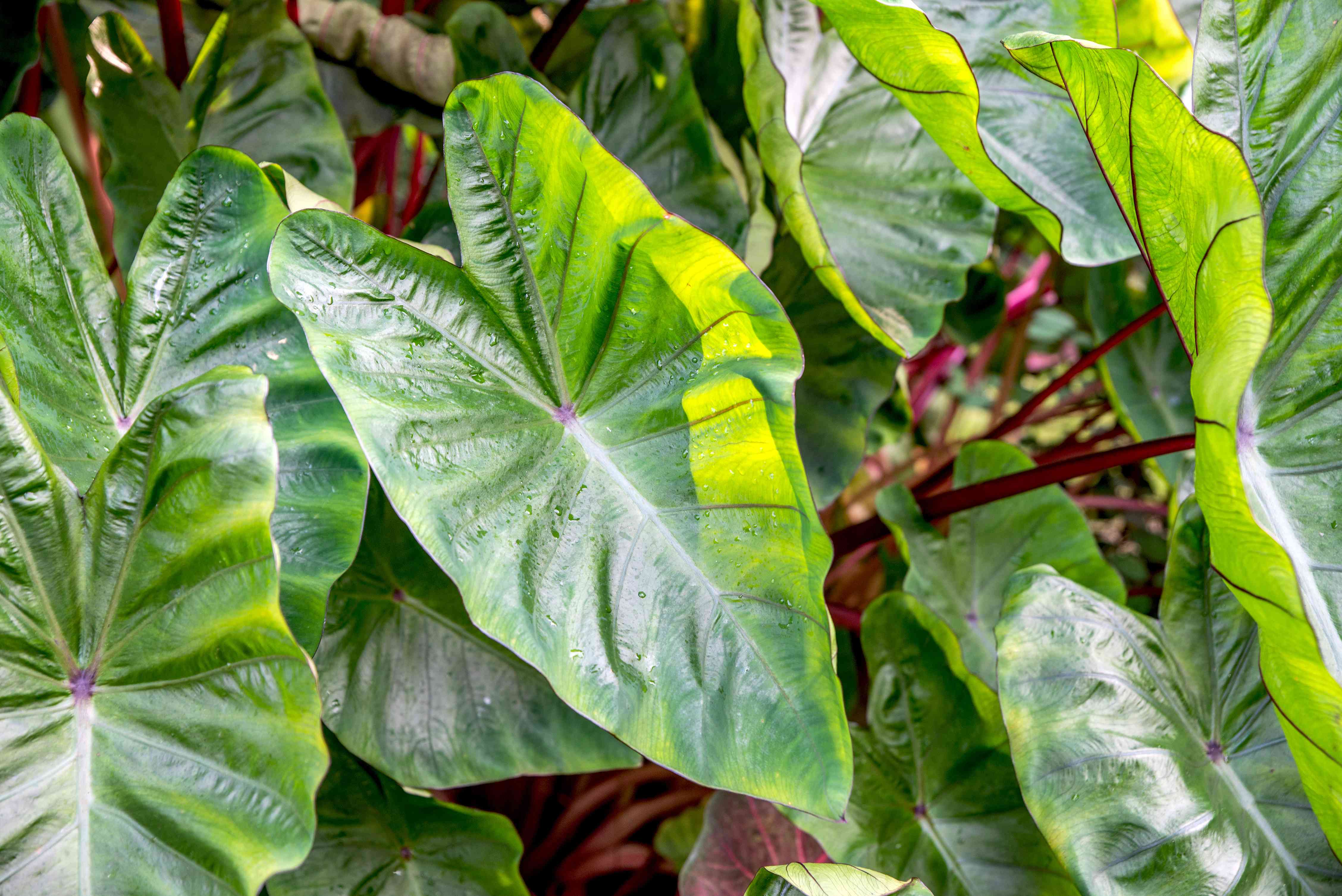 Elephant Ears Uk: Grow Perfect Leaves