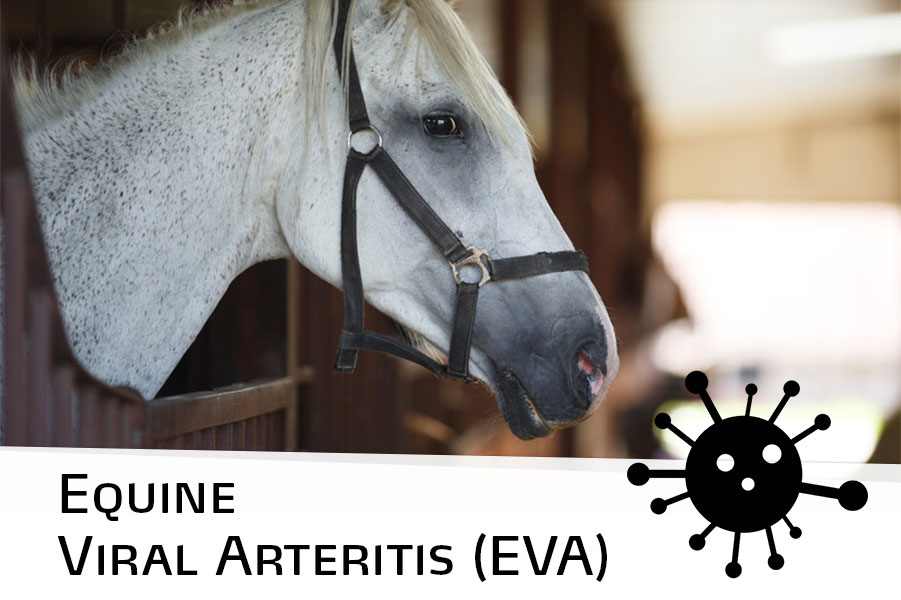 Equine Viral Arteritis Eva The Pet Professionals