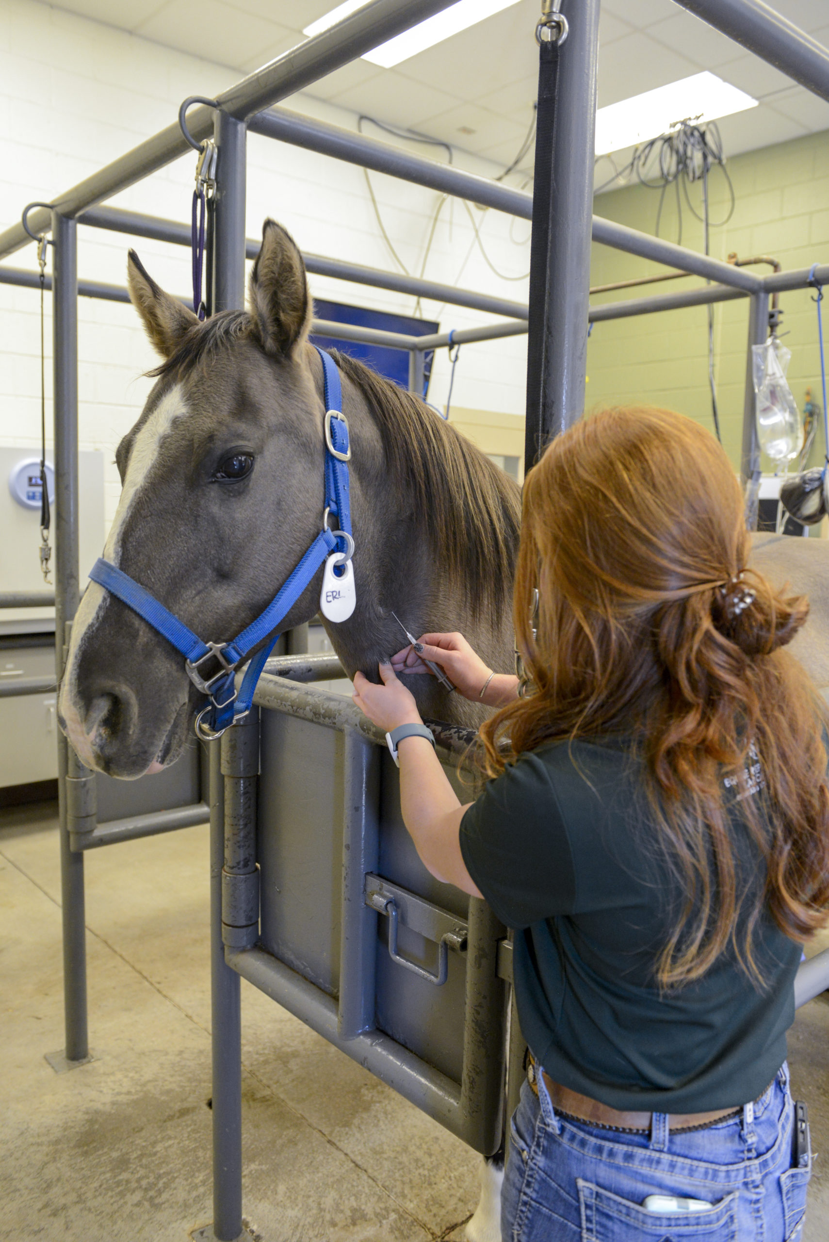 Equine Viral Arteritis: Prevention And Treatment Guide