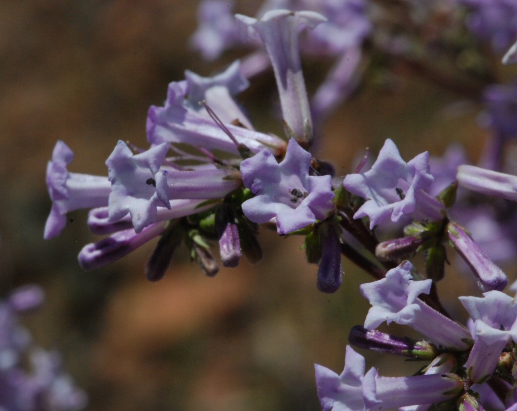 Eriodictyon Californicum Calflora