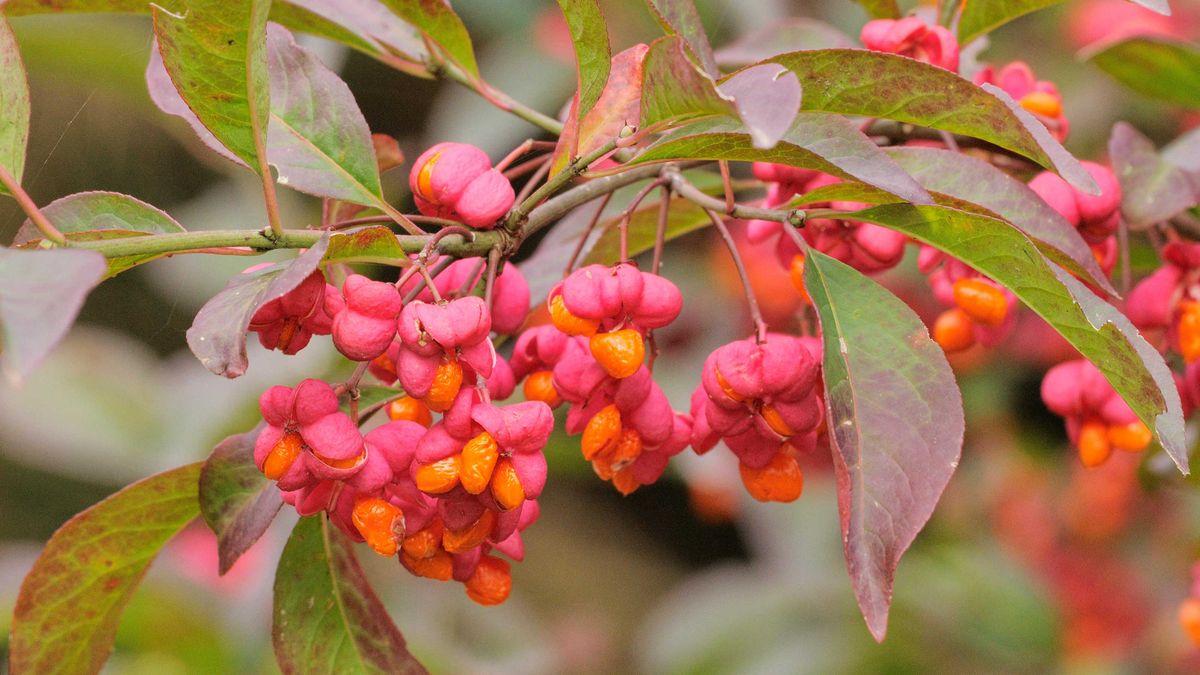 Euonymus Care And Growing Guide Expert Tips Gardeningetc