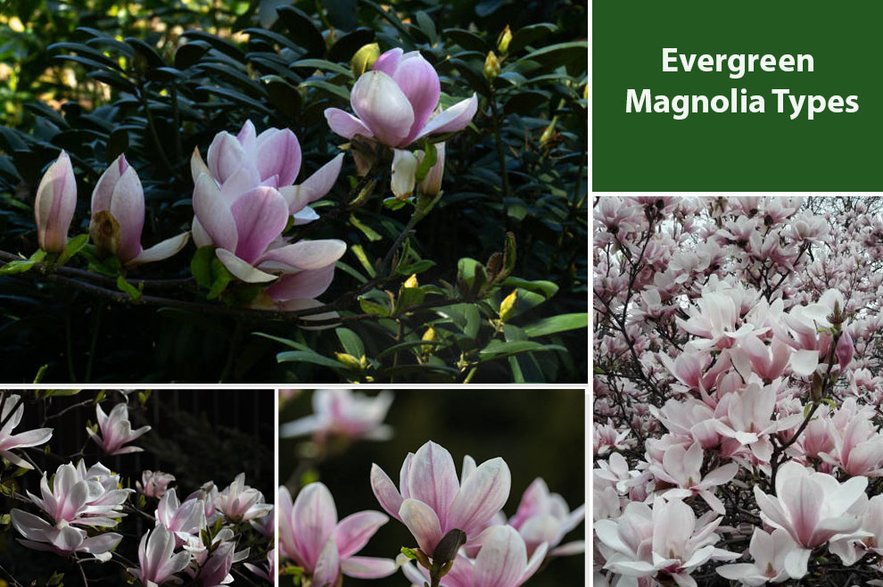 Evergreen Magnolia Tree Types