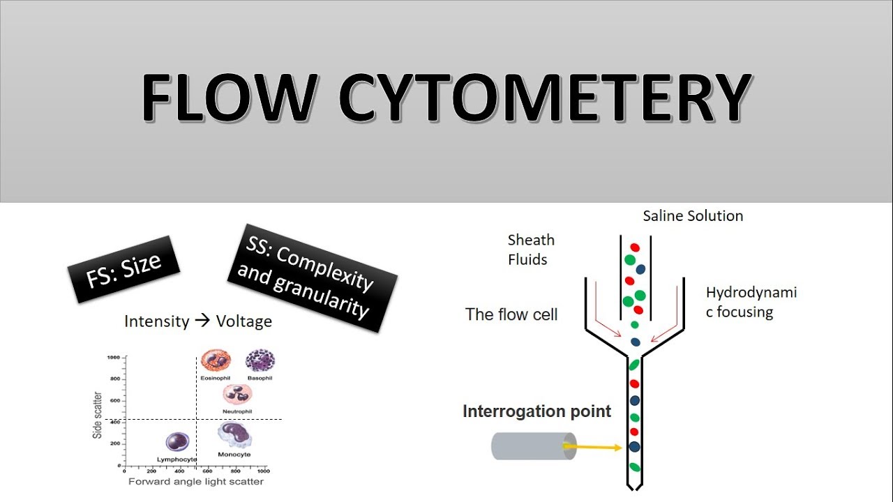 Facs Flow Cytometry: Easy Cell Analysis